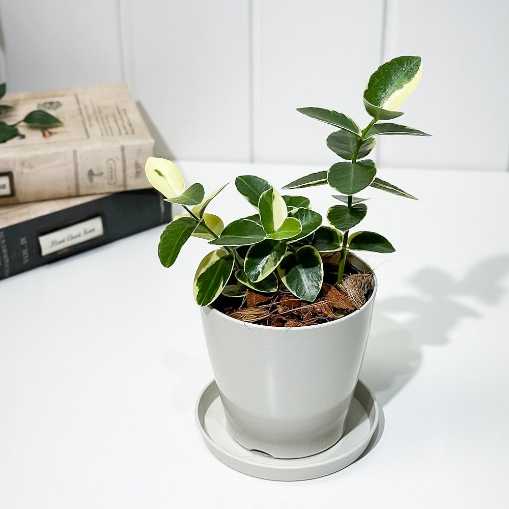 PLANCHU 観葉植物 ホヤ クミンギアナ 斑入り 3.5号鉢 受け皿付き 育て