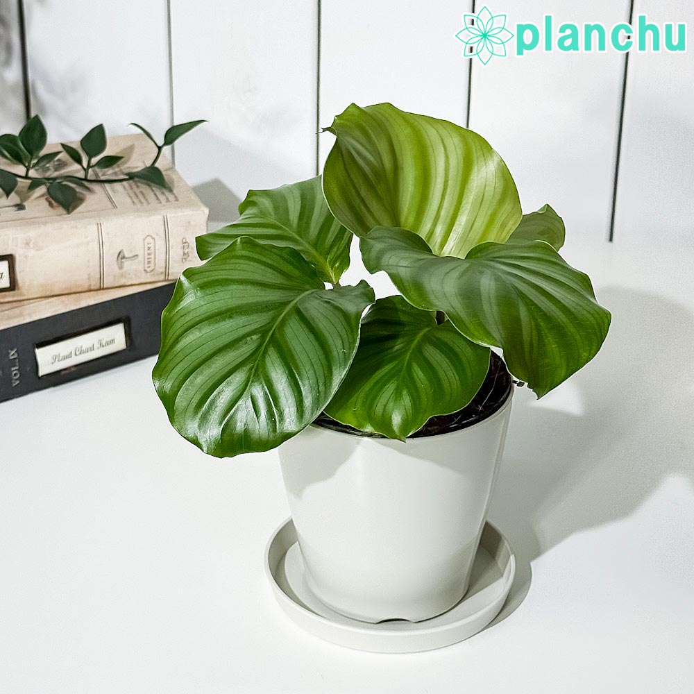 PLANCHU 観葉植物 カラテア オルビフォリア 3.5号鉢 受け皿付き 育て方説明書付き Calathea orbifolia