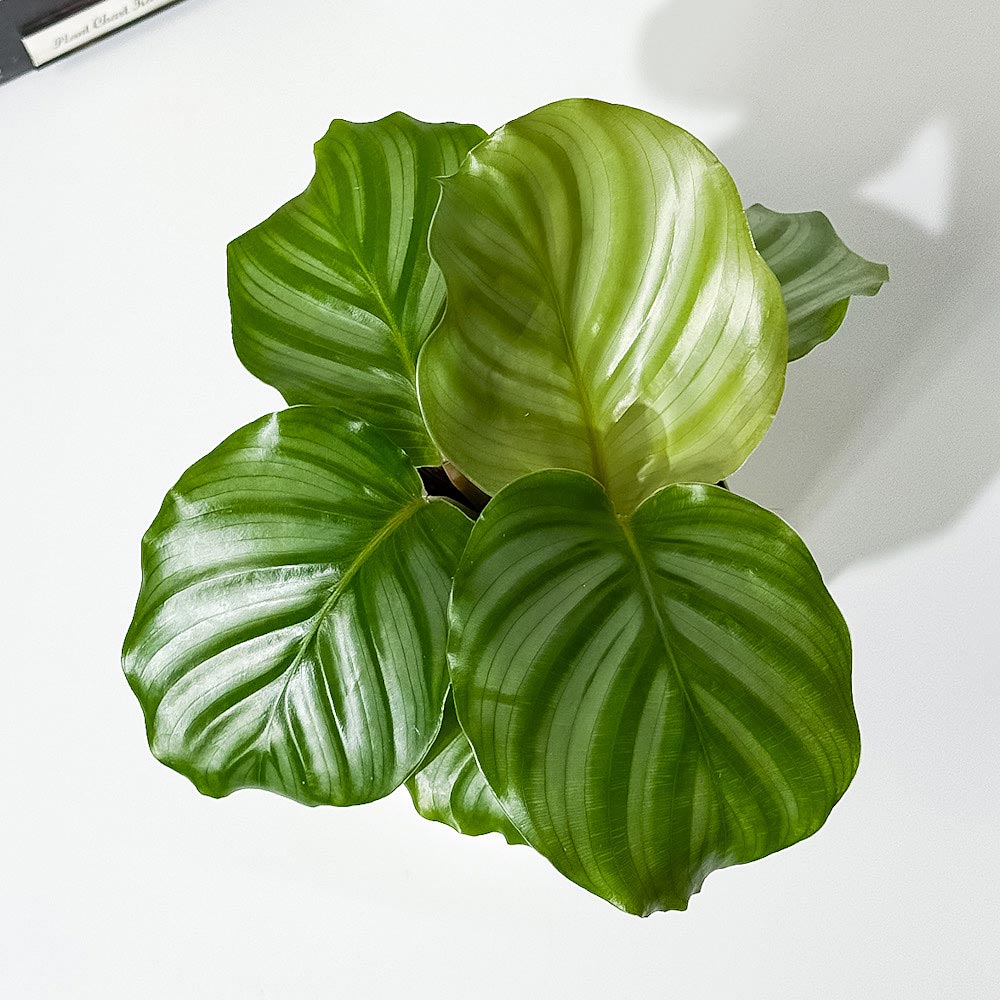 PLANCHU 観葉植物 カラテア オルビフォリア 3.5号鉢 受け皿付き 育て方説明書付き Calathea orbifolia