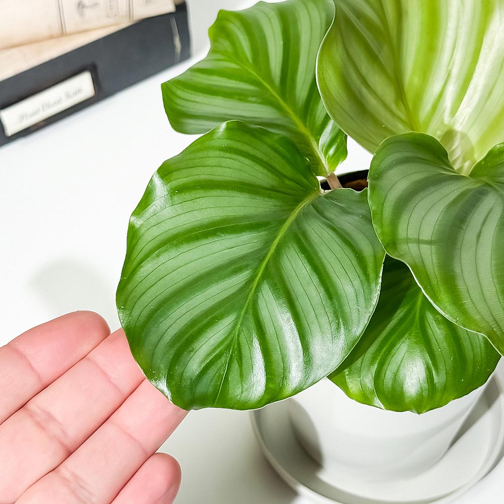 PLANCHU 観葉植物 カラテア オルビフォリア 3.5号鉢 受け皿付き 育て方説明書付き Calathea orbifolia