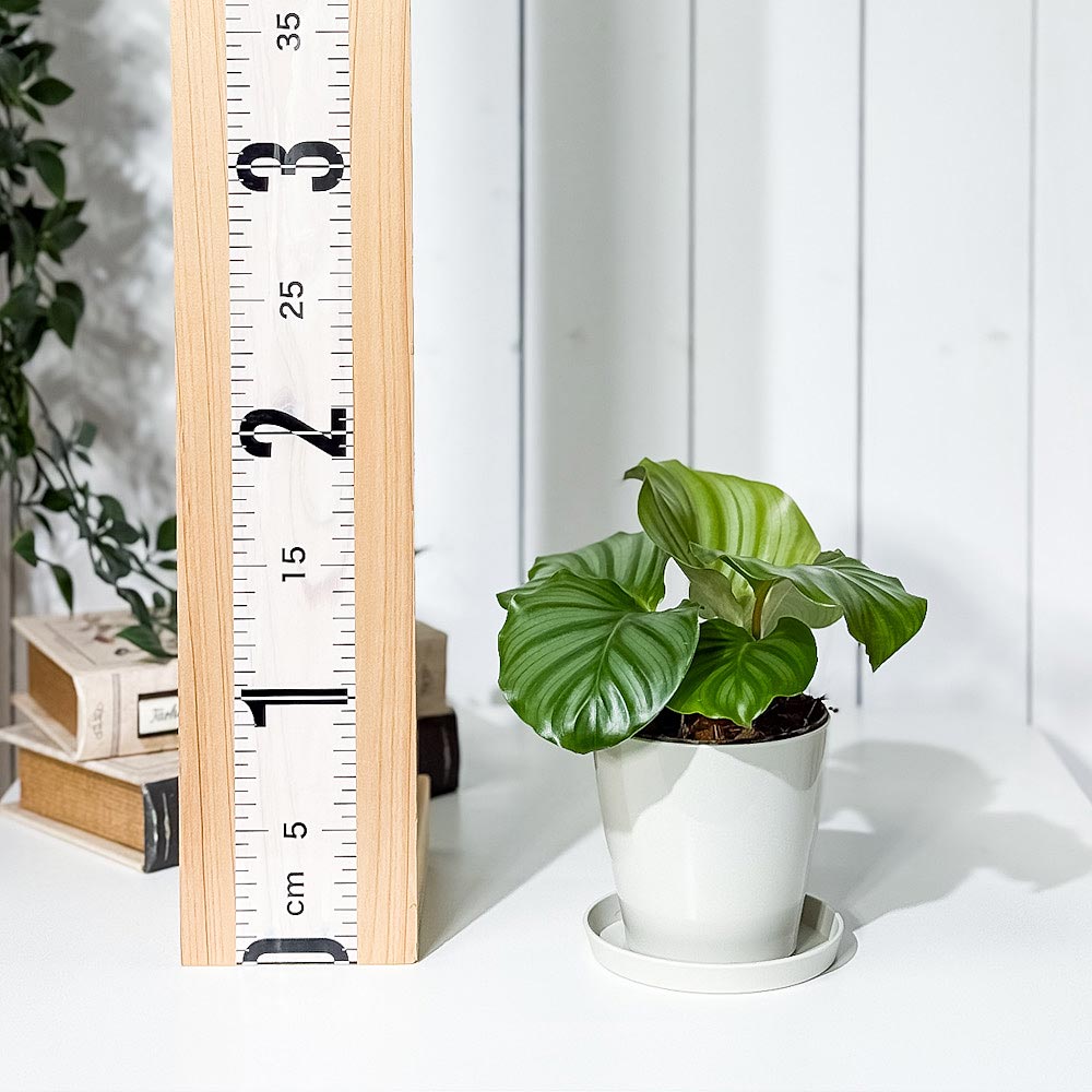 PLANCHU 観葉植物 カラテア オルビフォリア 3.5号鉢 受け皿付き 育て方説明書付き Calathea orbifolia