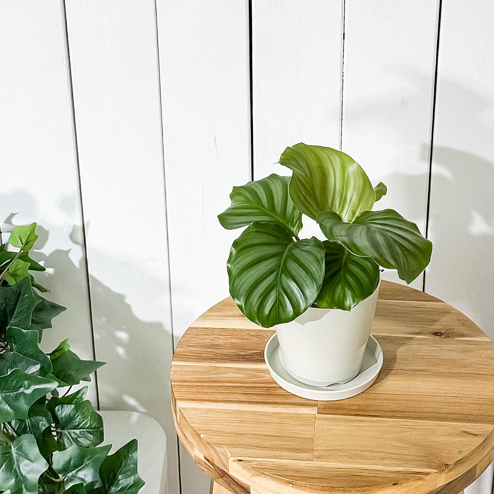 PLANCHU 観葉植物 カラテア オルビフォリア 3.5号鉢 受け皿付き 育て方説明書付き Calathea orbifolia