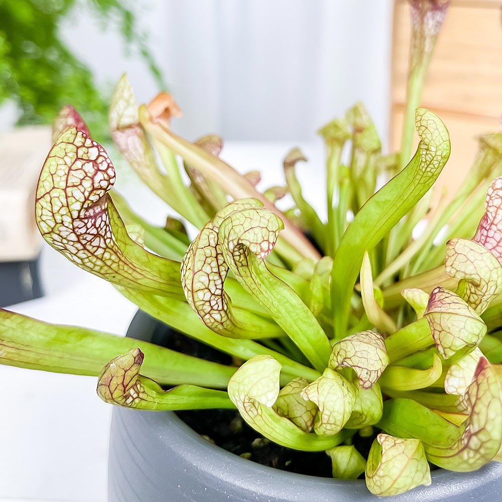 PLANCHU 食虫植物 サラセニア リグレヤナ 4.5号丸鉢 受け皿付き 育て方説明書付き Sarracenia × Wrigleyana ヘイシソウ 瓶子草