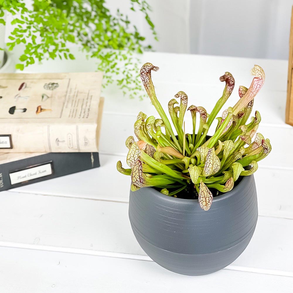 PLANCHU 食虫植物 サラセニア リグレヤナ 4.5号丸鉢 受け皿付き 育て方