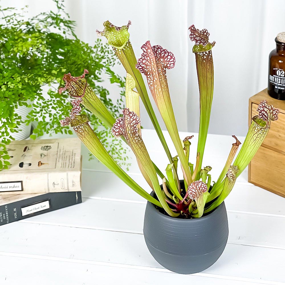 PLANCHU 食虫植物 サラセニア レウコフィラ グリーン 4.5号丸鉢 受け皿