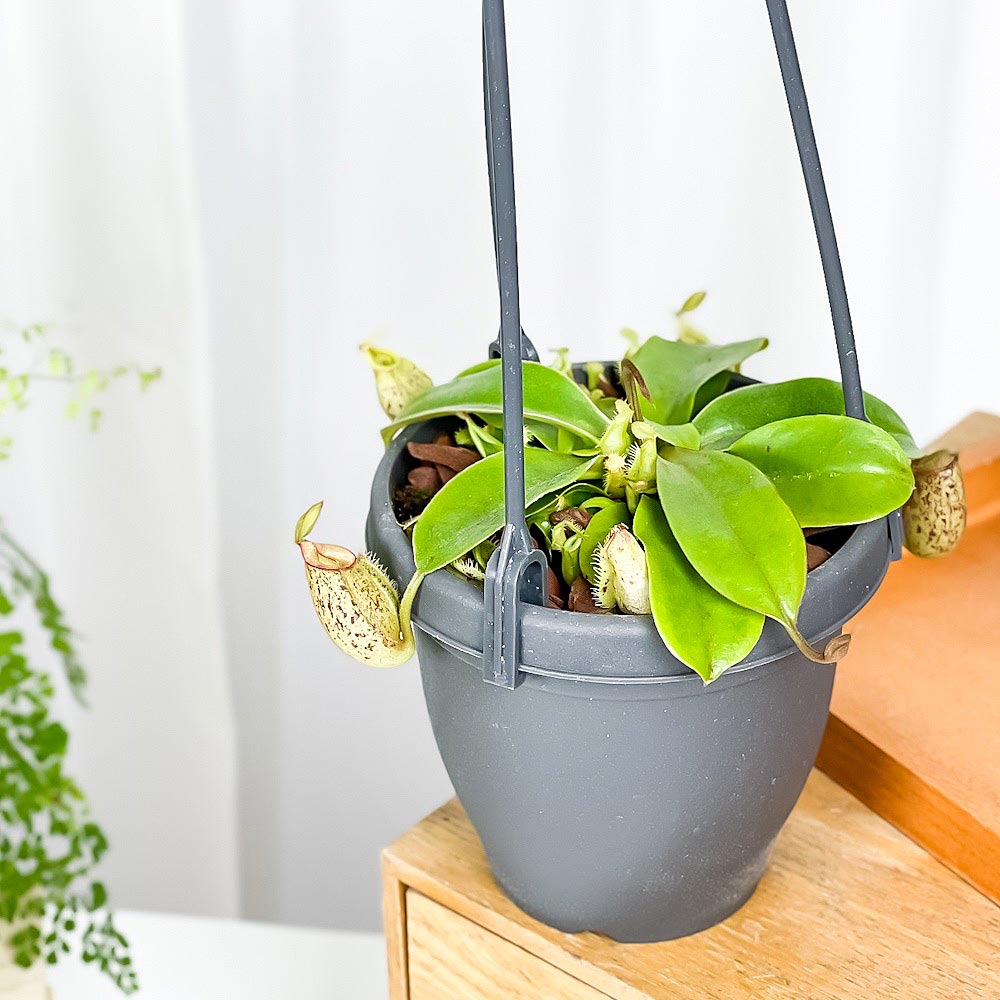 PLANCHU 食虫植物 ネペンテス フーケリアナ 3.5号吊り鉢 育て方説明書付き Nepenthes × Hookeriana ウツボカズラ