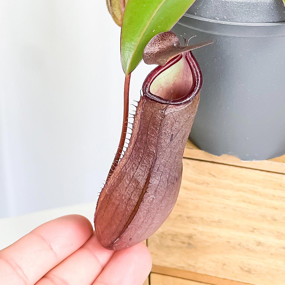 PLANCHU 食虫植物 ネペンテス サンギネア 3.5号吊り鉢 育て方説明書付き Nepenthes sanguinea ウツボカズラ