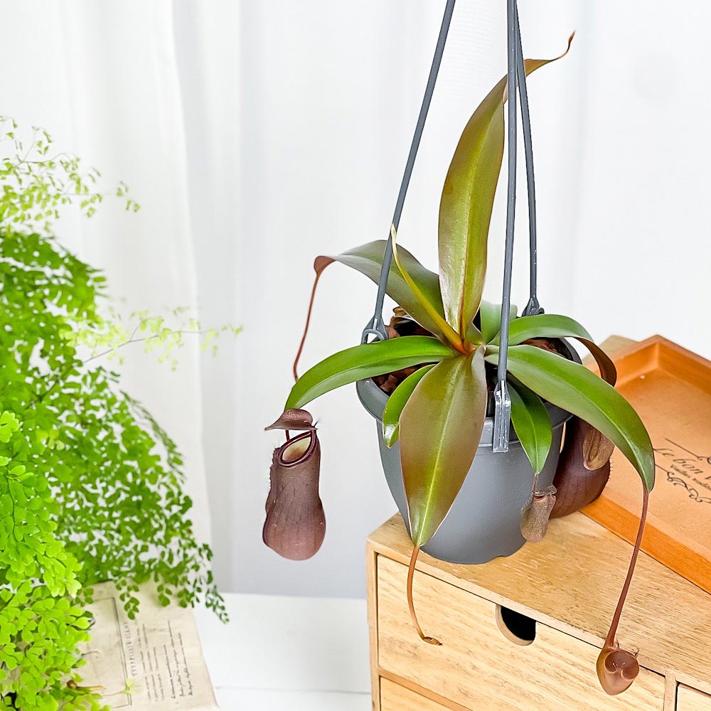 PLANCHU 食虫植物 ネペンテス サンギネア 3.5号吊り鉢 育て方説明書
