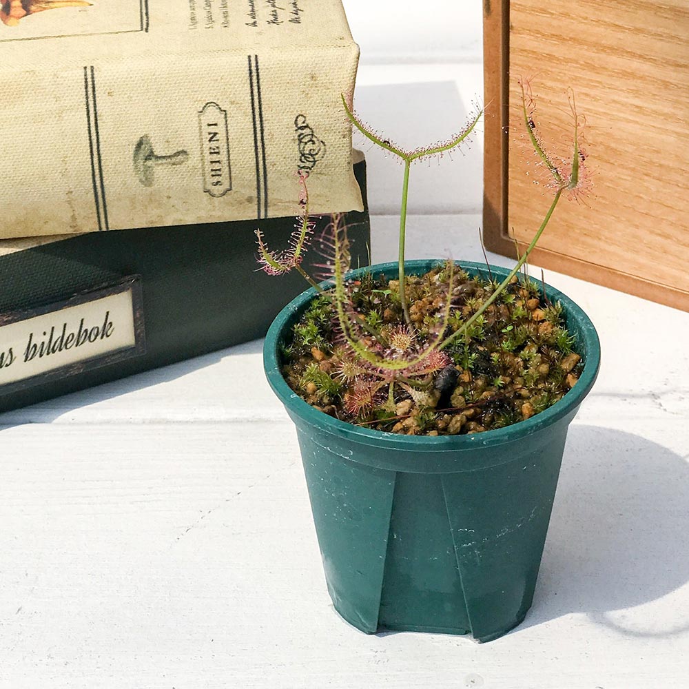 PLANCHU 食虫植物 ドロセラ ビナタ 2号鉢 育て方説明書付き Drosera binata モウセンゴケ