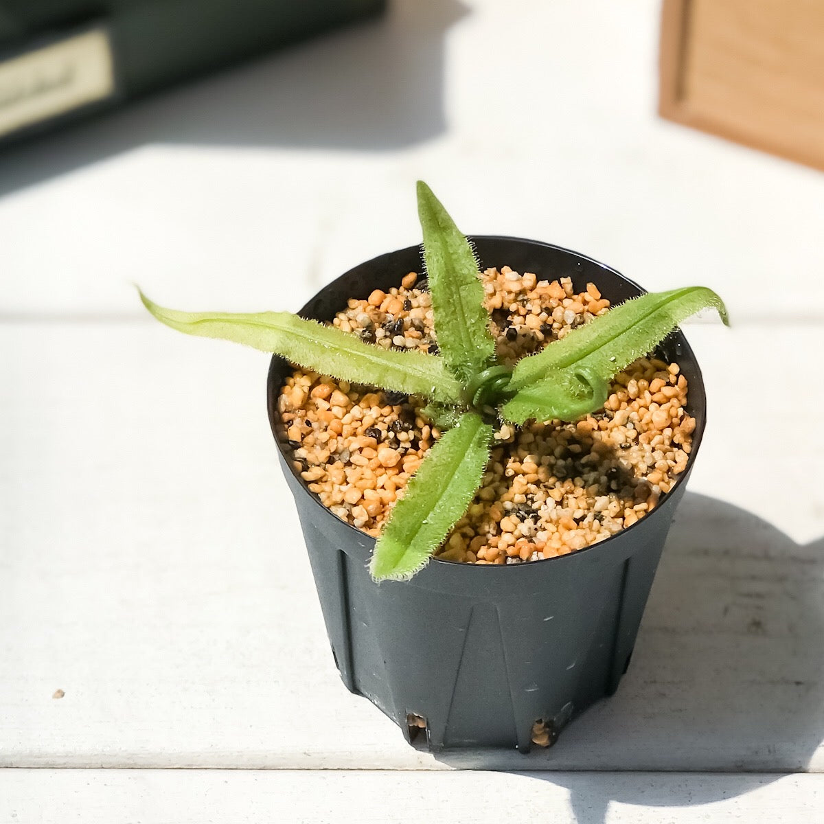 PLANCHU 食虫植物 ドロセラ アデラエ 2号鉢 育て方説明書付き Drosera adelae モウセンゴケ