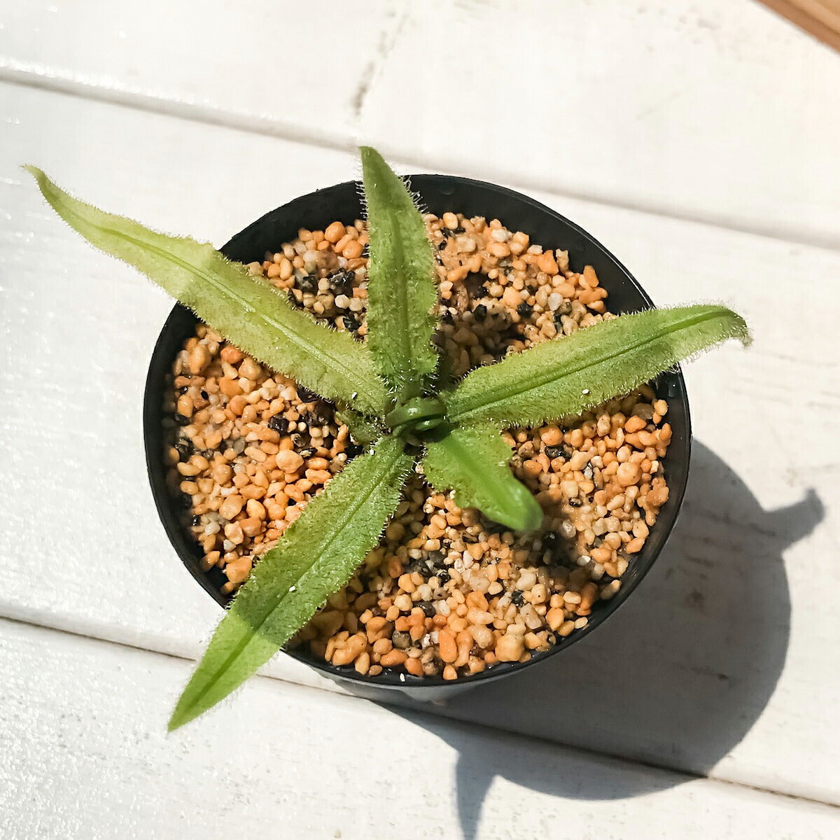 PLANCHU 食虫植物 ドロセラ アデラエ 2号鉢 育て方説明書付き Drosera adelae モウセンゴケ