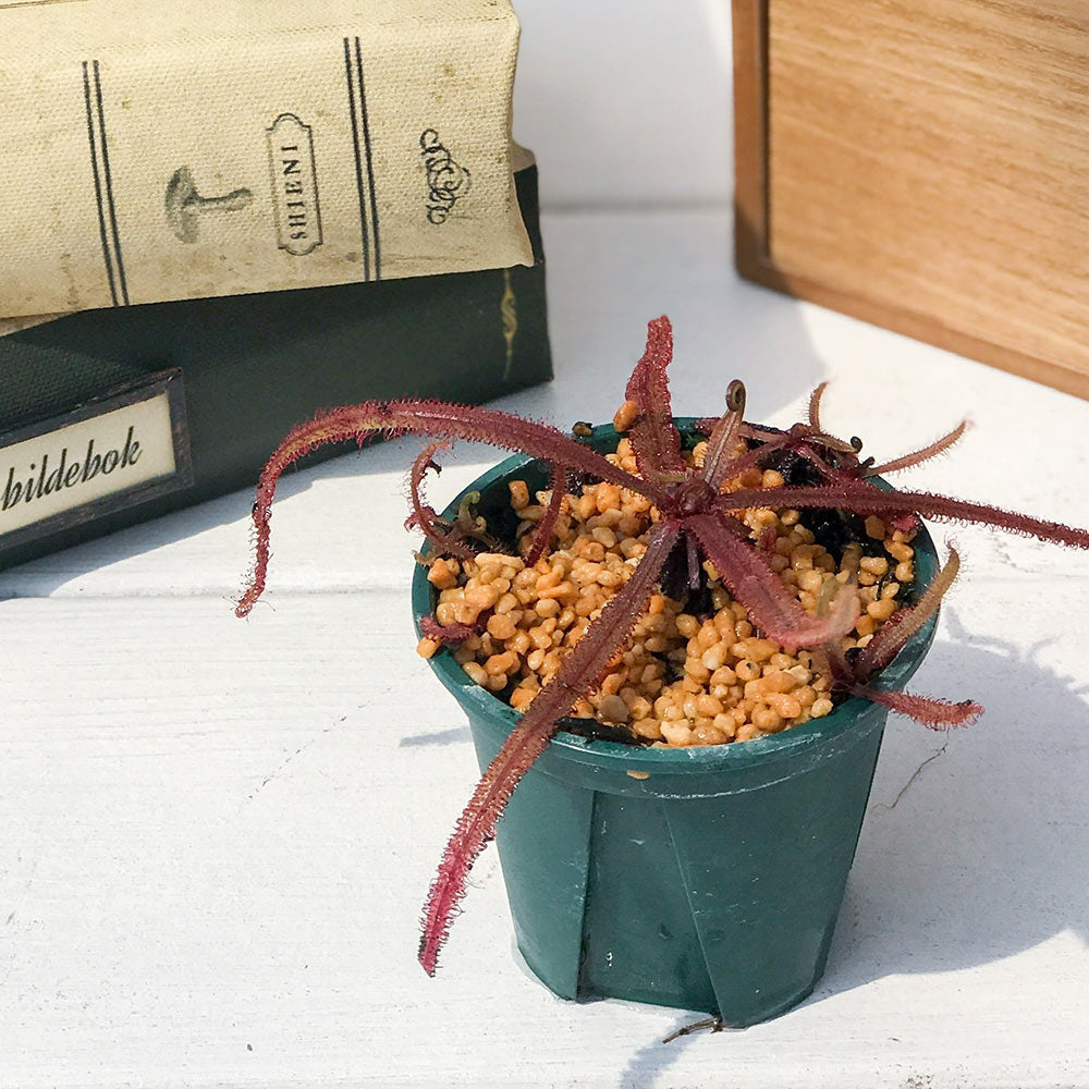 PLANCHU 食虫植物 ドロセラ アデラエ 2号鉢 育て方説明書付き Drosera adelae モウセンゴケ