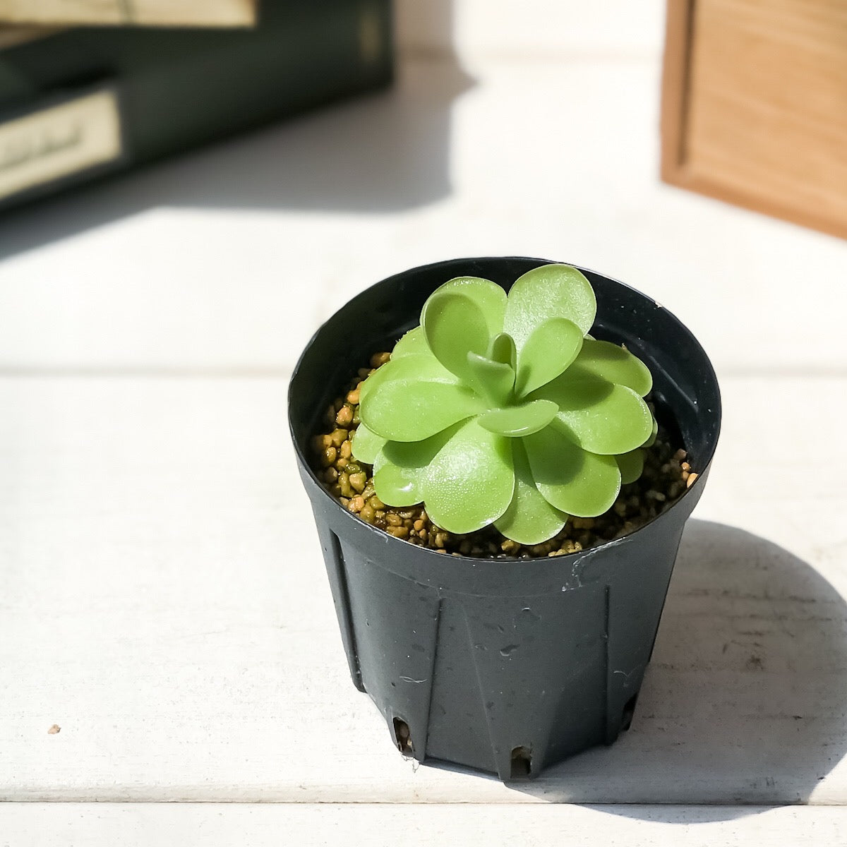 PLANCHU 食虫植物 ピンギキュラ 福丸 2号鉢 育て方説明書付き Pinguicula agnata × colimensis ムシトリスミレ