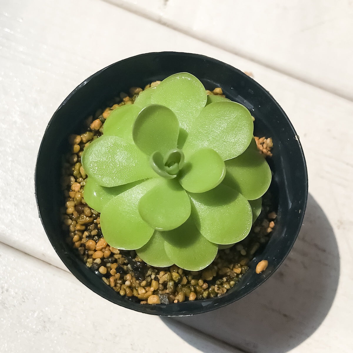 PLANCHU 食虫植物 ピンギキュラ 福丸 2号鉢 育て方説明書付き Pinguicula agnata × colimensis ムシトリスミレ