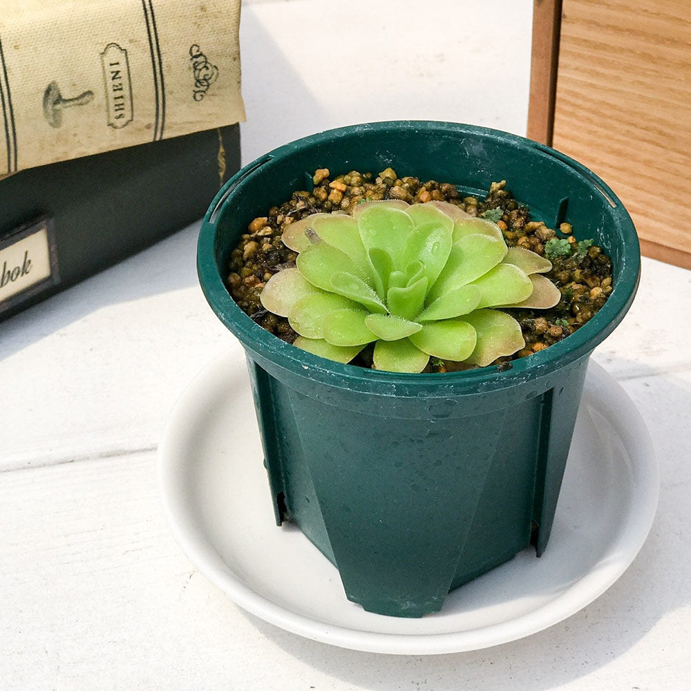 PLANCHU 食虫植物 ピンギキュラ 福丸 2号鉢 育て方説明書付き Pinguicula agnata × colimensis ムシトリスミレ