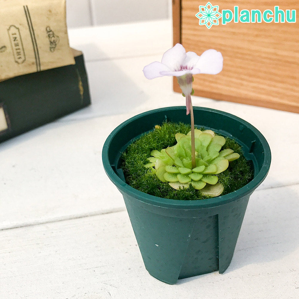 PLANCHU 食虫植物 ピンギキュラ ロツンディフロラ 2号鉢 育て方説明書付き Pinguicula rotundiflora ムシトリスミレ