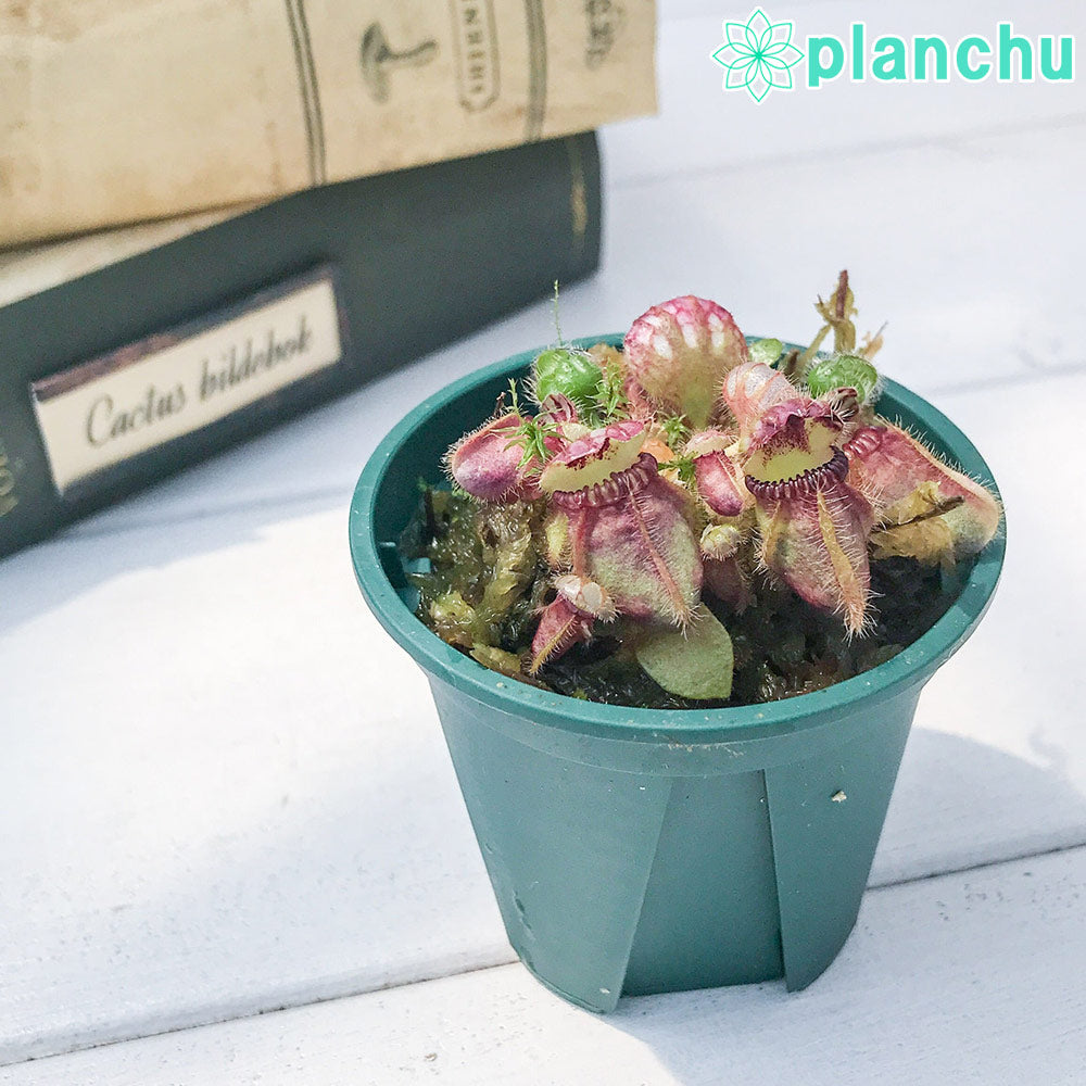 PLANCHU 食虫植物 セファロタス フォリキュラリス 2号鉢 育て方説明書付き Cephalotus follicularis