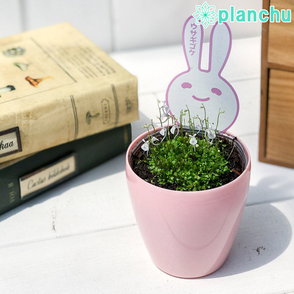 PLANCHU 食虫植物 ウトリクラリア サンダーソニー 3号鉢 育て方説明書付き Utricularia sandersonii ウサギゴケ ミミカキグサ