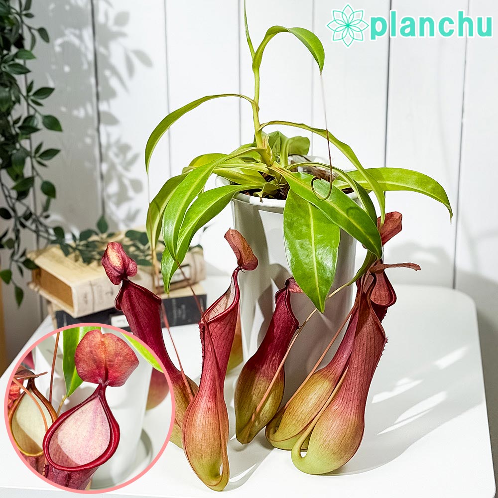 □食虫植物 – 観葉植物専門店プランチュ