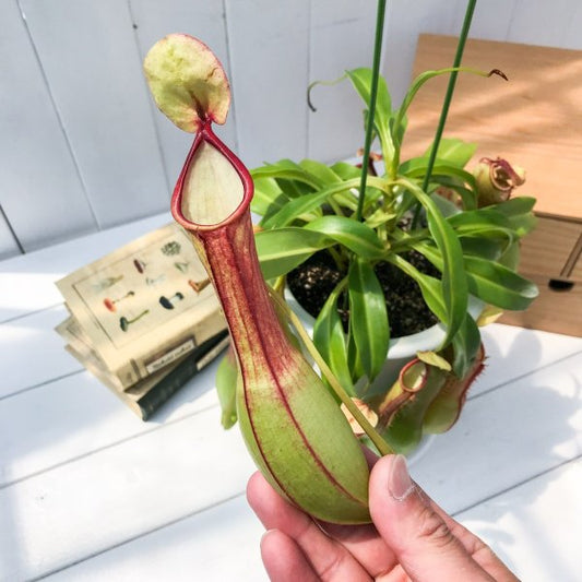 PLANCHU 食虫植物 ネペンテス アラタ アカ 5号鉢 受け皿付き 育て方説明書付き Nepenthes alata アラータ ウツボカズラ