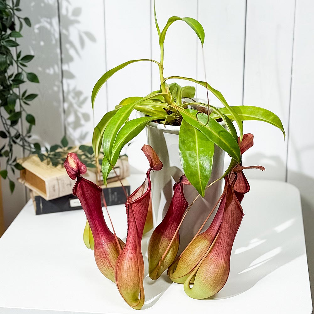 PLANCHU 食虫植物 ネペンテス アラタ アカ 5号鉢 受け皿付き 育て方説明書付き Nepenthes alata アラータ ウツボカズラ