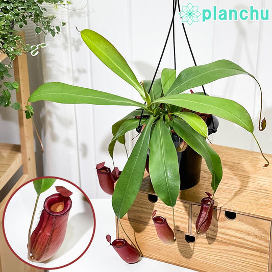 PLANCHU 食虫植物 ネペンテス レディラック 5号吊り鉢 育て方説明書付き Nepenthes ‘Lady Luck’ ウツボカズラ