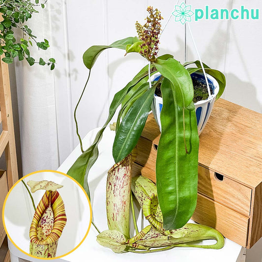PLANCHU 食虫植物 ネペンテス ダイエリアナ 5号吊り鉢 育て方説明書付き Nepenthes ‘Dyeriana’ ダイエリアーナ ウツボカズラ