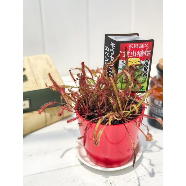 PLANCHU 選べる不思議な食虫植物 3号鉢 ハエトリソウ サラセニア モウセンゴケ ウツボカズラ ウトリクラリア