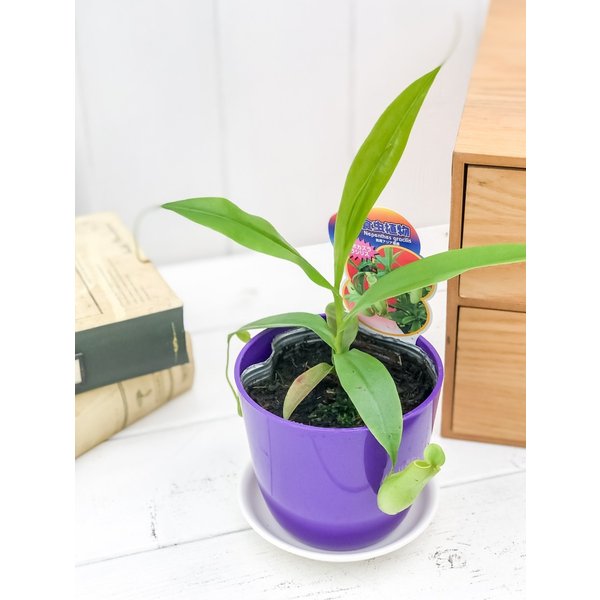 PLANCHU 選べる不思議な食虫植物 3号鉢 ハエトリソウ サラセニア モウセンゴケ ウツボカズラ ウトリクラリア