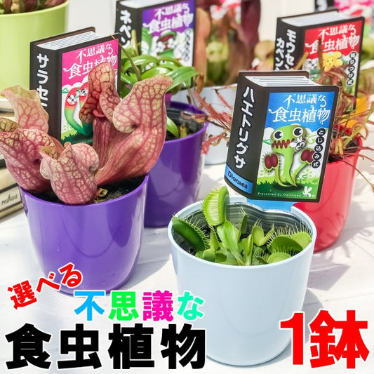 PLANCHU 選べる不思議な食虫植物 3号鉢 ハエトリソウ サラセニア モウセンゴケ ウツボカズラ ウトリクラリア