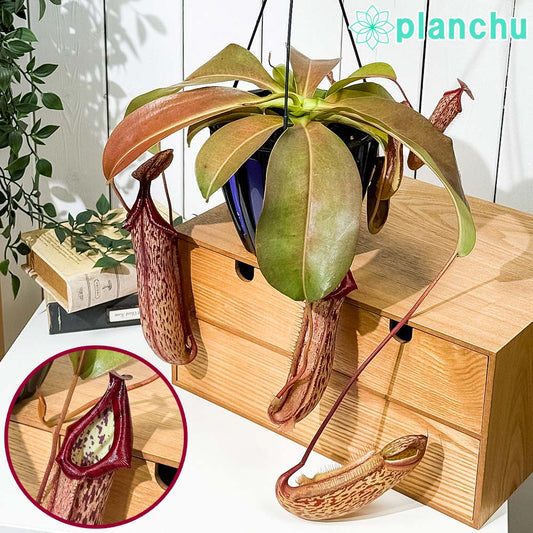 PLANCHU 食虫植物 ネペンテス ミランダ 5号吊り鉢 育て方説明書付き Nepenthes ‘Miranda’ ウツボカズラ