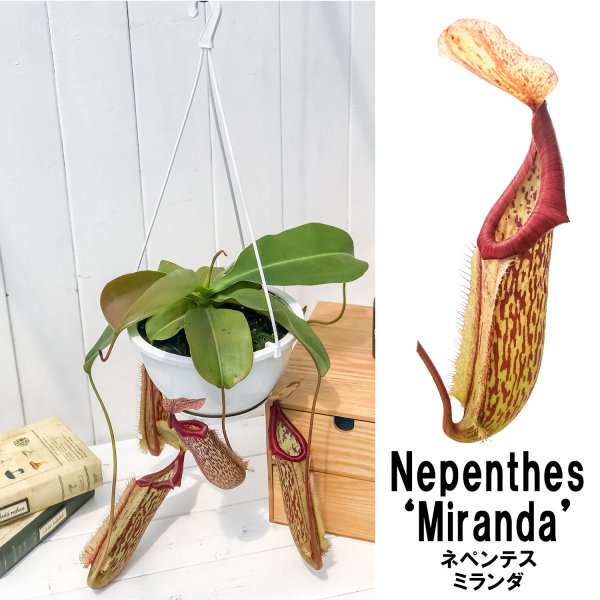 PLANCHU 食虫植物 ネペンテス ミランダ 5号吊り鉢 育て方説明書付き Nepenthes ‘Miranda’ ウツボカズラ