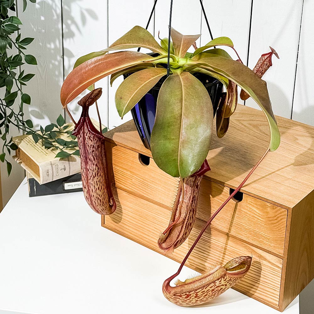 PLANCHU 食虫植物 ネペンテス ミランダ 5号吊り鉢 育て方説明書付き Nepenthes ‘Miranda’ ウツボカズラ