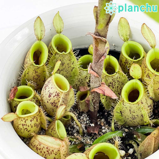 PLANCHU 食虫植物 ネペンテス アンプラリア 5号ロング鉢 受け皿付き 育て方説明書付き Nepenthes ampullaria ウツボカズラ