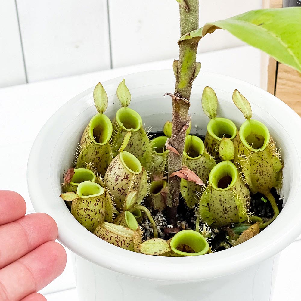 PLANCHU 食虫植物 ネペンテス アンプラリア 5号ロング鉢 受け皿付き 育て方説明書付き Nepenthes ampullaria ウツボカズラ