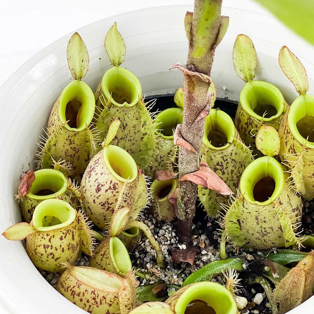 PLANCHU 食虫植物 ネペンテス アンプラリア 5号ロング鉢 受け皿付き