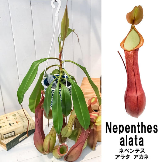 PLANCHU 食虫植物 ネペンテス アラタ アカネ 5号吊り鉢 育て方説明書付き Nepenthes alata cv. 狂氣令嬢 茜 アラータ ウツボカズラ