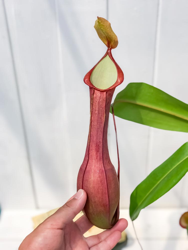 PLANCHU 食虫植物 ネペンテス アラタ アカネ 5号吊り鉢 育て方説明書付き Nepenthes alata cv. 狂氣令嬢 茜 アラータ ウツボカズラ