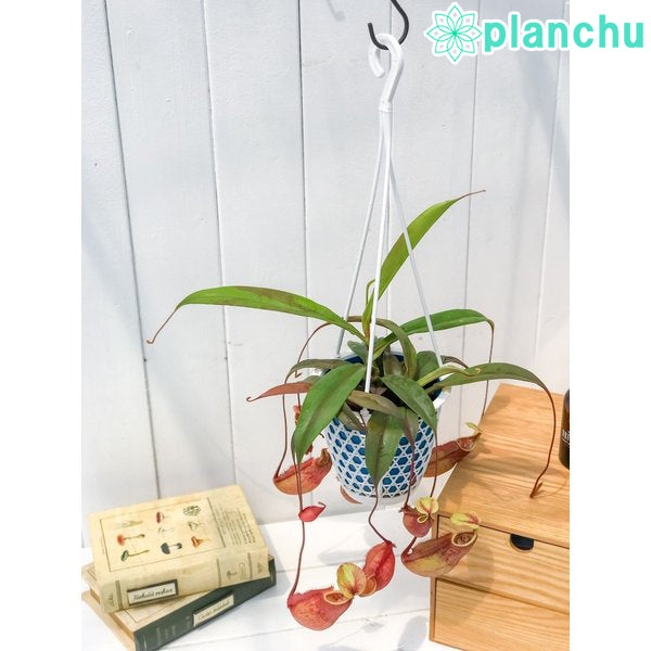 PLANCHU 食虫植物 ネペンテス ソレリー 4号吊り鉢 育て方説明書付き Nepenthes thorelii ウツボカズラ