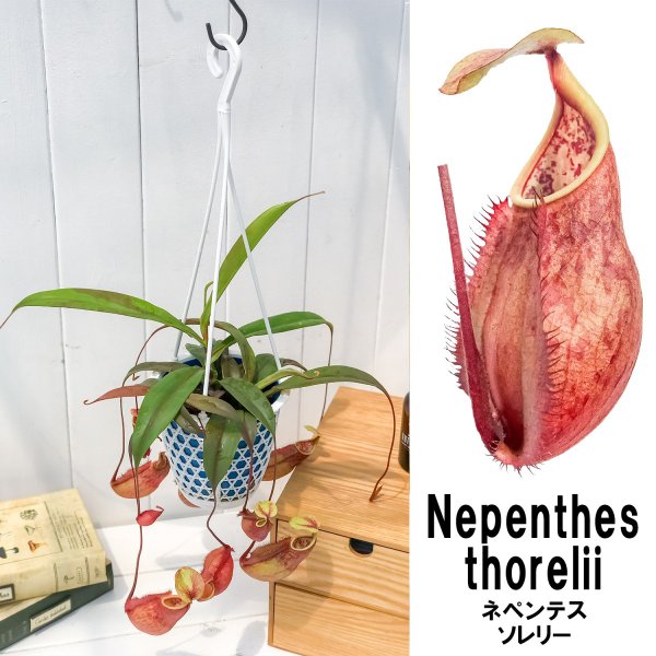 PLANCHU 食虫植物 ネペンテス ソレリー 4号吊り鉢 育て方説明書付き Nepenthes thorelii ウツボカズラ