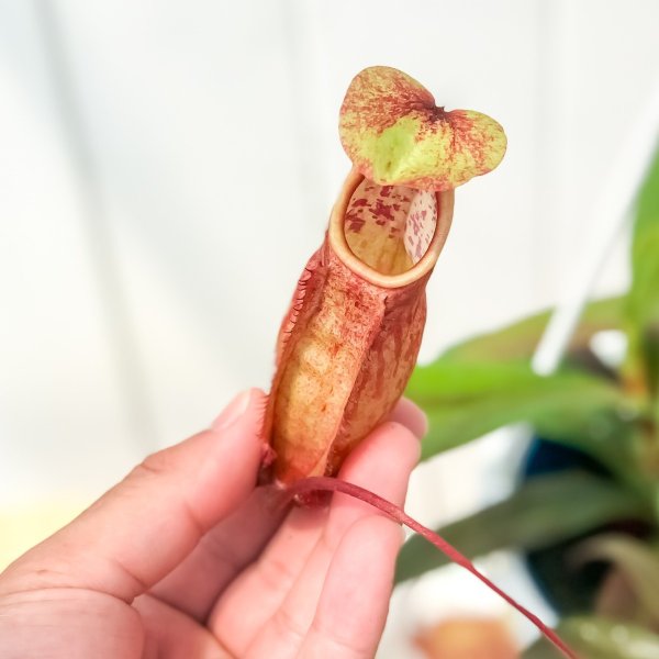 PLANCHU 食虫植物 ネペンテス ソレリー 4号吊り鉢 育て方説明書付き Nepenthes thorelii ウツボカズラ