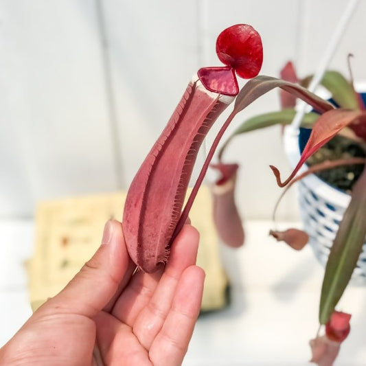 PLANCHU 食虫植物 ネペンテス アルボマルギナータ 4号吊り鉢 育て方説明書付き Nepenthes albomarginata ウツボカズラ