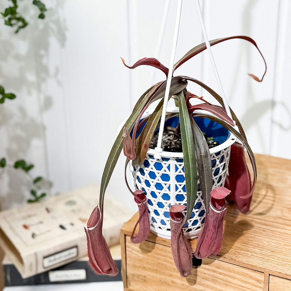 PLANCHU 食虫植物 ネペンテス アルボマルギナータ 4号吊り鉢 育て方説明書付き Nepenthes albomarginata ウツボカズラ