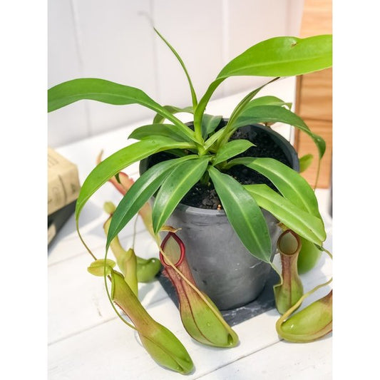 PLANCHU 食虫植物 ネペンテス アラタ アオ 4号樹脂鉢 受け皿付き 育て方説明書付き Nepenthes alata 育て方説明書付き アラータ ウツボカズラ