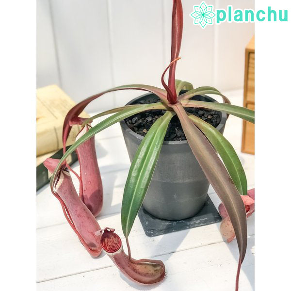 PLANCHU 食虫植物 ネペンテス アルボマルギナータ 4号樹脂鉢 ダークグレー 受け皿付き 育て方説明書付き Nepenthes albomarginata ウツボカズラ
