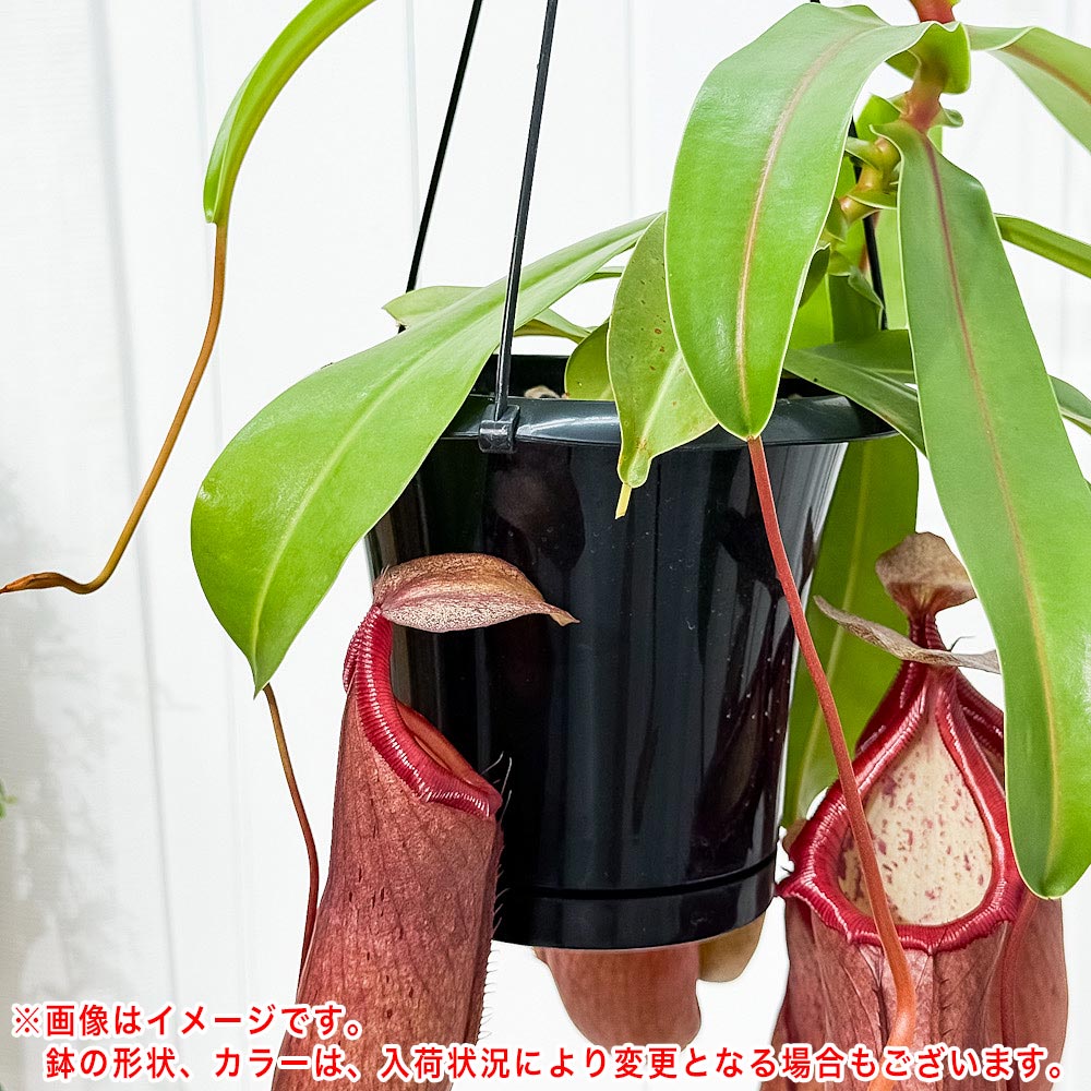 PLANCHU 食虫植物 ネペンテス リンダ 5号吊り鉢 育て方説明書付き Nepenthes × Linda ウツボカズラ