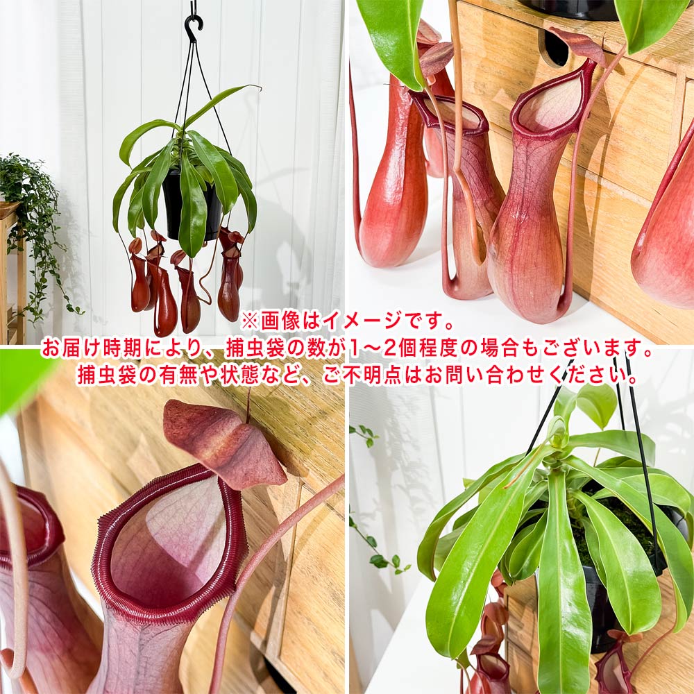 PLANCHU 食虫植物 ネペンテス ベントラータ 5号吊り鉢 育て方説明書付き Nepenthes × Ventrata ウツボカズラ アラタ