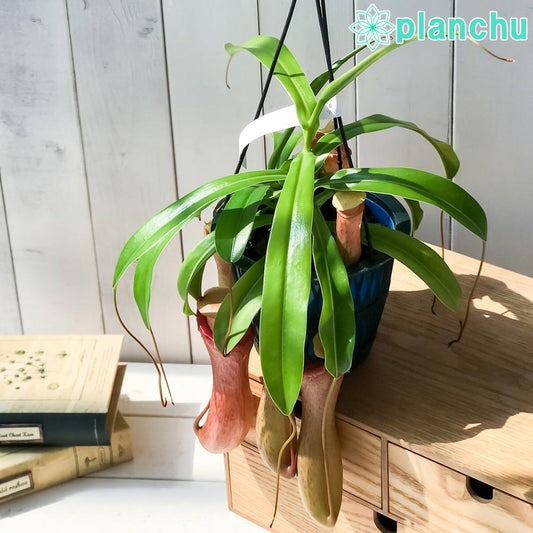 PLANCHU 食虫植物 ネペンテス ベントリコーサ レッド 5号吊り鉢 育て方説明書付き Nepenthes ventricosa ウツボカズラ