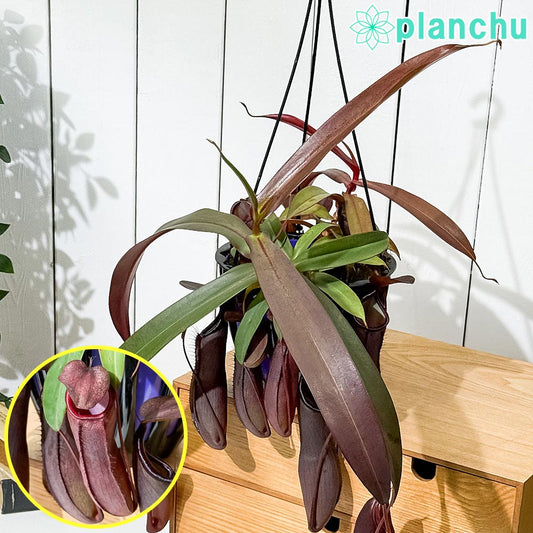 PLANCHU 食虫植物 ネペンテス レベッカ 5号吊り鉢 育て方説明書付き Nepenthes ‘Rebecca soper’  ウツボカズラ