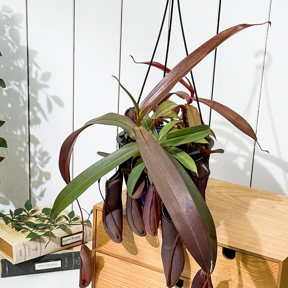 PLANCHU 食虫植物 ネペンテス レベッカ 5号吊り鉢 育て方説明書付き Nepenthes ‘Rebecca soper’  ウツボカズラ